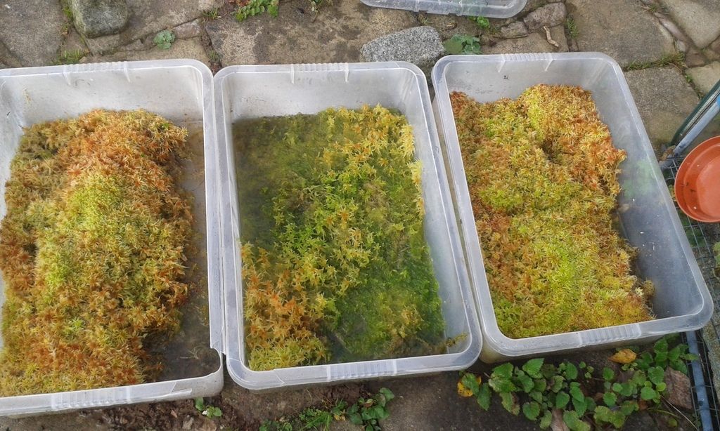 how-do-you-grow-your-live-long-fiber-sphagnum-moss-flytrapcare-forums